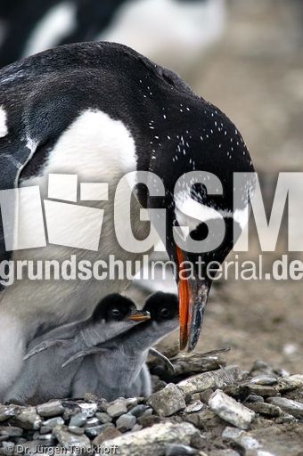 Eselspinguin (74 von 97).jpg